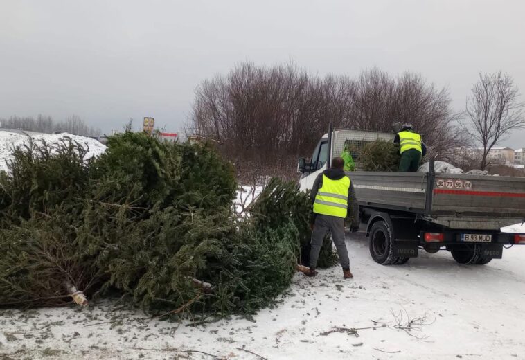 Primăria Baia Mare strânge brazii de Crăciun. Ce trebuie să faci până în 20 ianuarie ca să eviți amenzile