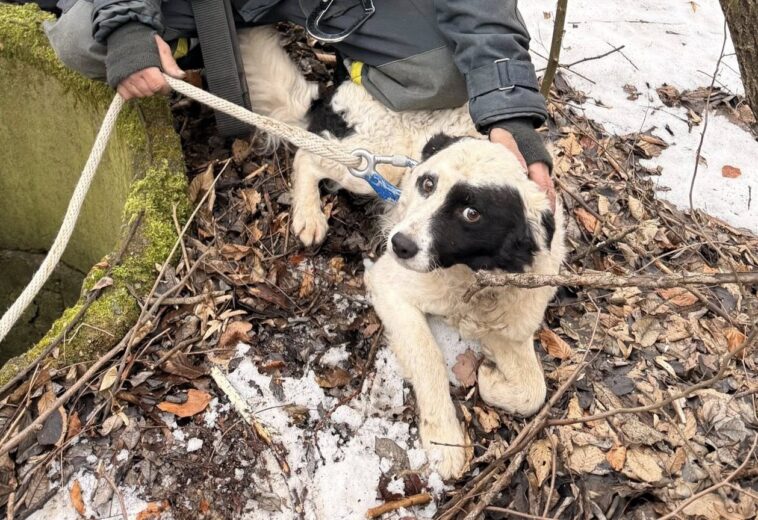 Pompierii voluntari de la Târgu Lăpuș au salvat un cățel căzut într-un puț de 4 metri