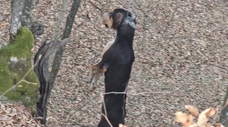 Caz revoltător la Ungureni. Un câine găsit spânzurat de un copac, localnicii spun că nu e primul incident din zonă