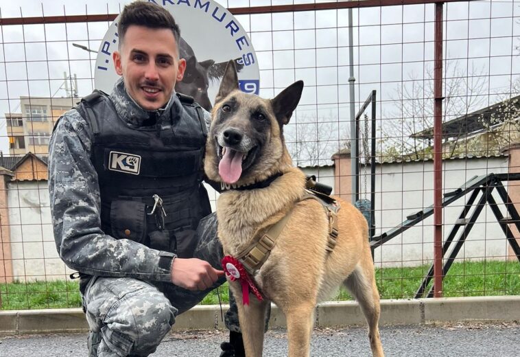 Are 3 ani și participă la percheziții. Dovah, câinele antidrog al IPJ Maramureș, sărbătorit de colegi