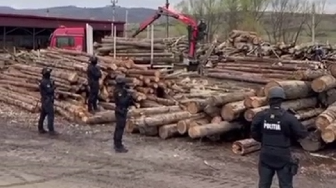 14 percheziții în Maramureș într-un dosar de tăieri ilegale și furt de lemn (VIDEO)