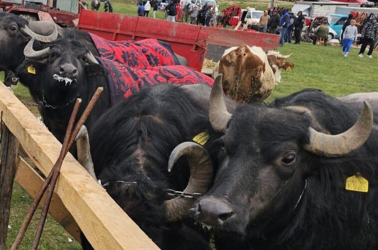 Târg de animale la Suciu de Sus. De ce spun crescătorii că astfel de întâlniri încă „fac diferența”
