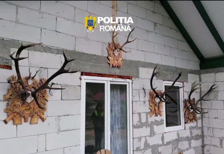 Percheziții la Vișeu de Sus. Polițiștii au găsit 26 de trofee de vânătoare