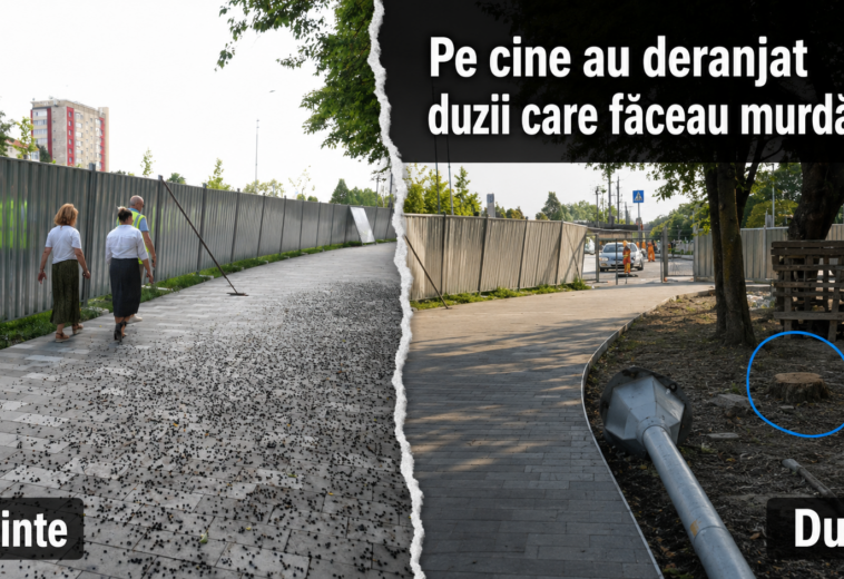 Tăierea duzilor de la Buclă ridică suspiciuni de încălcare a legii. Direcția de Mediu spune că nu a emis niciun aviz