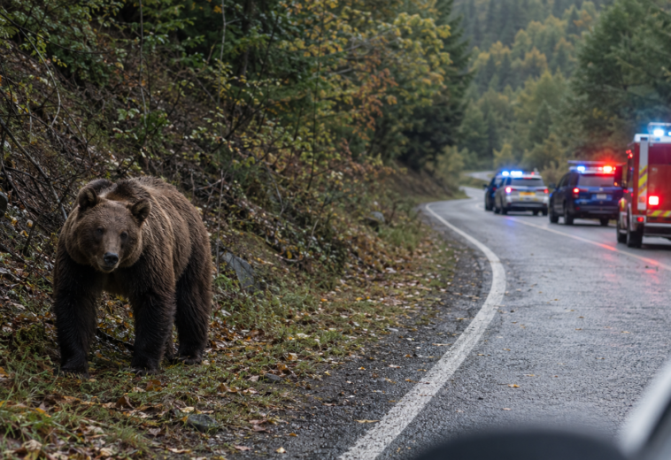 Urs semnalat la Strâmtura. Autoritățile au emis RO-ALERT