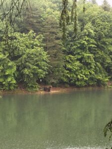 Ursoaică cu pui la Lacul de acumulare Firiza
