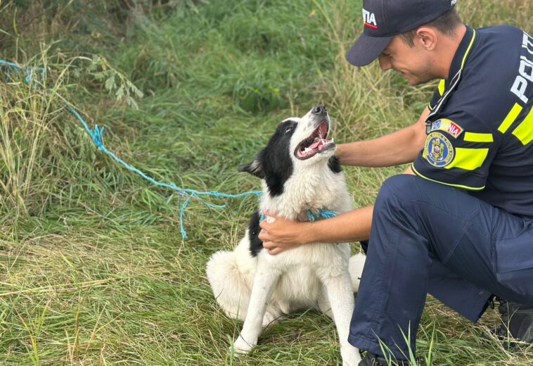 Canicula pune animalele în pericol. Poliția verifică stâne și gospodării în Maramureș