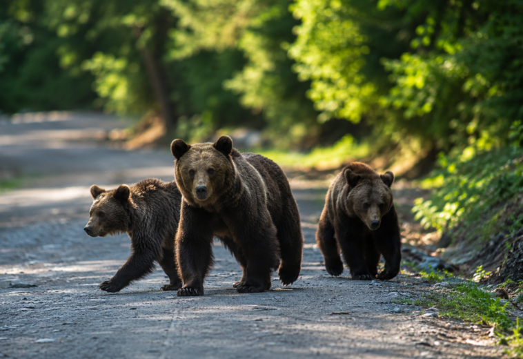 Din nou RO-ALERT la Baia Mare. După ursul de la prânz, alți trei au fost văzuți pe Valea Usturoiului
