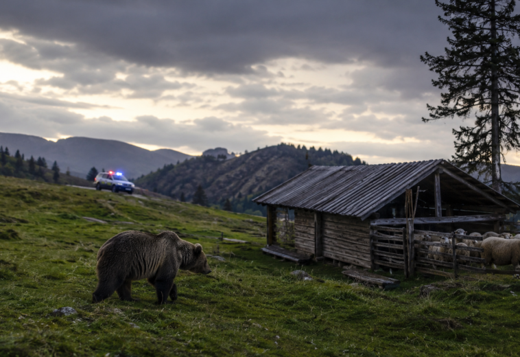 Urs semnalat lângă o stână, pe Dealul Berinței. A fost transmis mesaj RO-ALERT