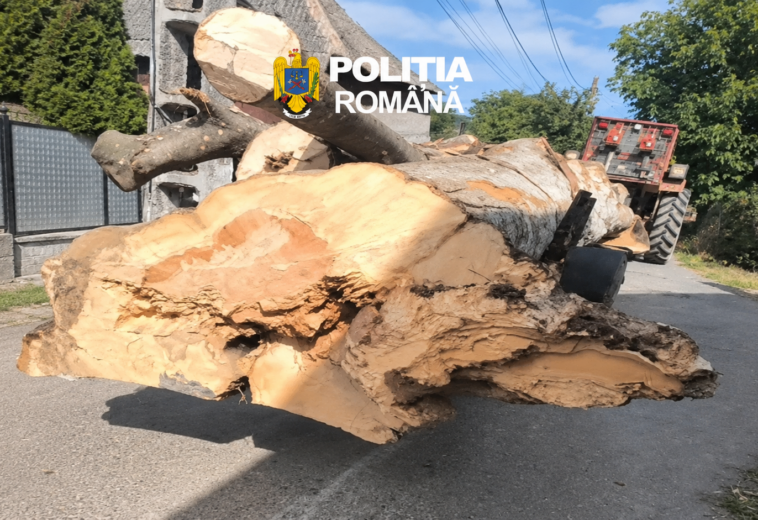 Tractor cu lemne, fără acte, oprit de polițiști la Berbești