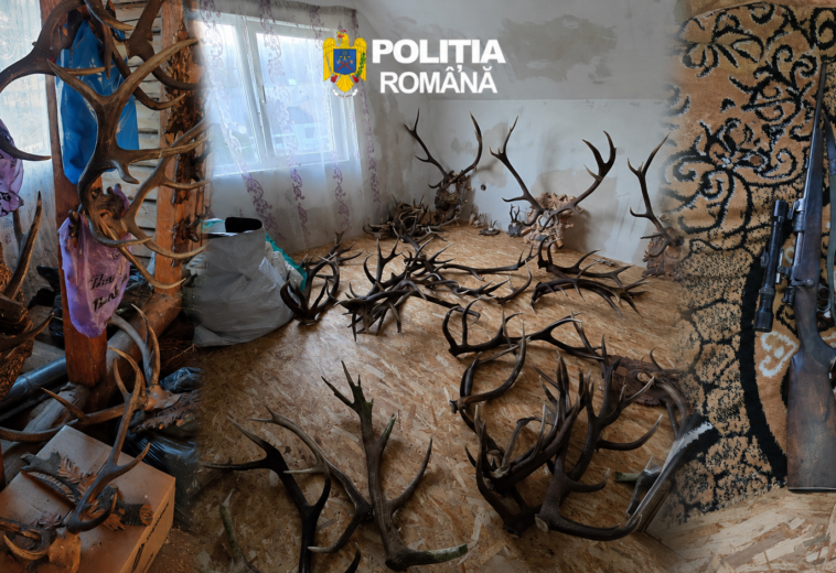 Peste 6.000 de țigarete, muniție și trofee, ridicate după percheziții în Borșa și Vișeu de Sus